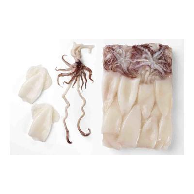 China T+T Nutritious Loligo Squid Chinensis for sale