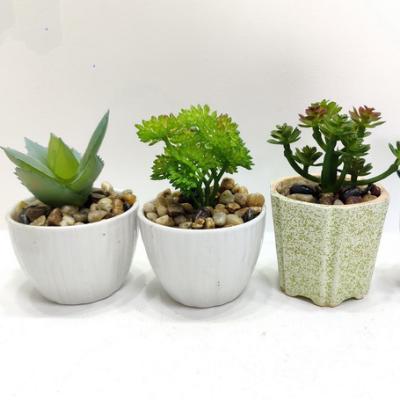 China American Multi Potted Ceramic Home Decoration Multi-meat Plant Plant Installation Simulation Meat Style Simulation Flowers for sale