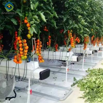 China Vegetable Growing Multispan Tomato Greenhouse Custom Large Size for sale