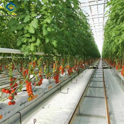 China Steel Frame Garden Tomato Greenhouse Hydroponic Container System Dutch Bucket for sale