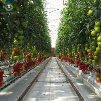 China Customized Agriculture Green House Tomatoes Greenhouse With High Yield for sale