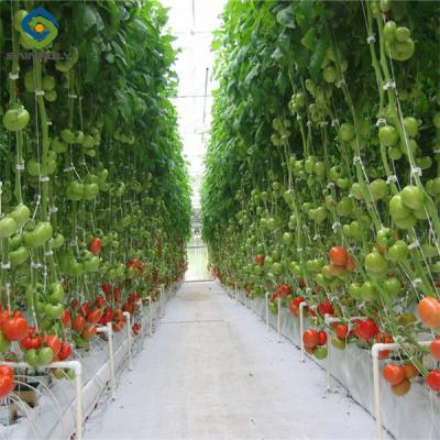 China Invernadero de tomate Sainpoly Invernaderos agrícolas para la producción de hortalizas en venta