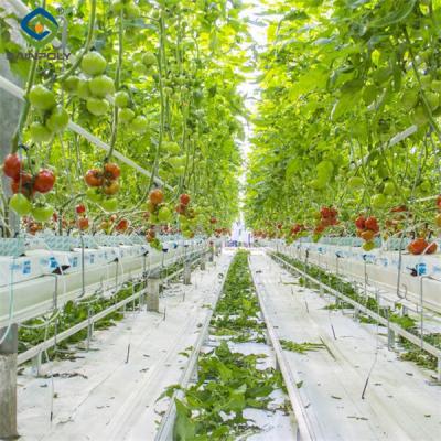 China Waterproof Indoor Tomato Greenhouse Business For Sale  With Hydroponic System Assembly Required Greenhouse for sale