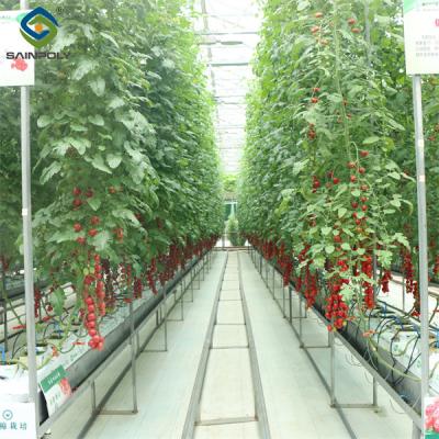 China Gutter Growing System Commercial Tomato Greenhouse With Steel Structure for sale