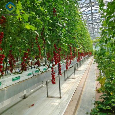 China Greenhouse Hydroponics Gutter System With Grow Bags For Growing Tomato for sale