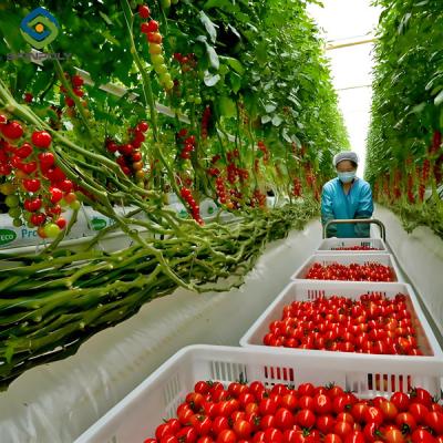 China Multispan Glass Polycarbonate Film Greenhouse For Tomato Plants for sale