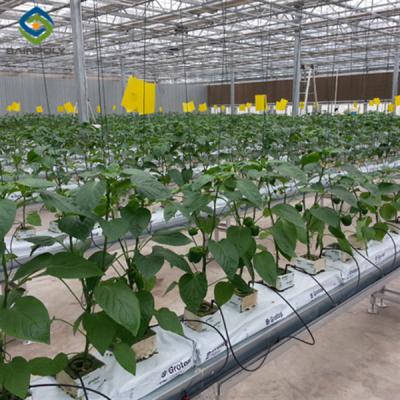 China Turnkey Project Multi Span Commercial Hydroponic Greenhouse Waterproofing for sale