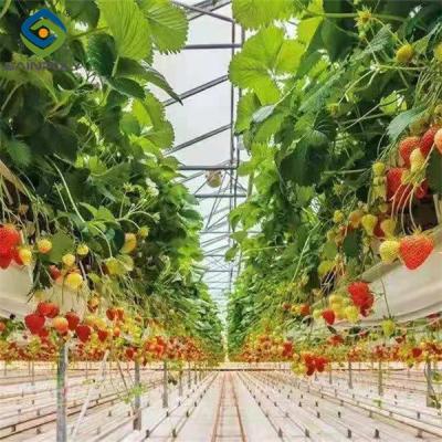 China Eficiência da planta de morango Estufas Fácil de instalar Alto desempenho à venda