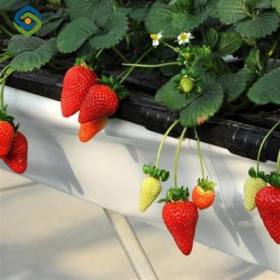 China Agricultural Intelligent Strawberry Green House PC Board Greenhouse Eco Friendly for sale