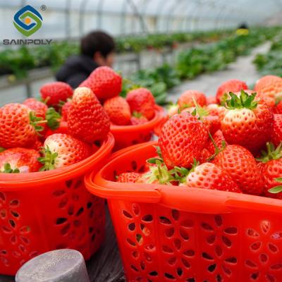 China Commercial Automated Strawberry Greenhouse Multi Span Film Greenhouse for sale