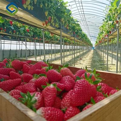 China OEM Estrutura de aço Estufas de frutas e vegetais para morangos à venda