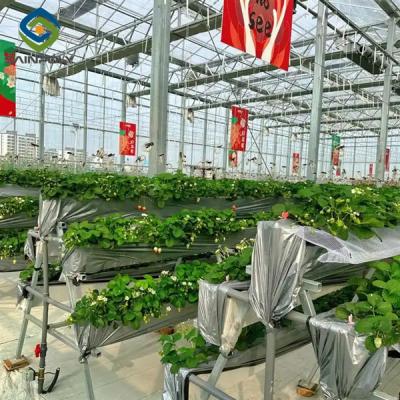 China Zware commerciële kas luxe film Venlo type voor aardbeien Te koop