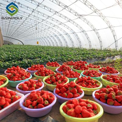 China SAINPOLY Easily Assembled Fruit Growing Greenhouse Strawberry Production for sale