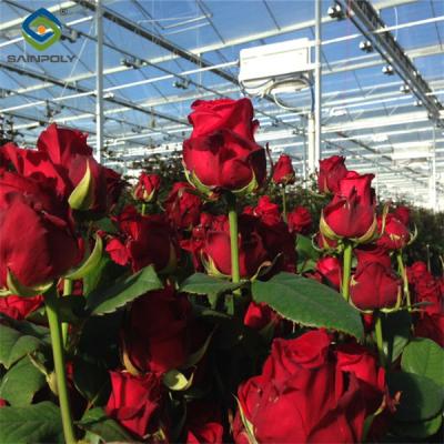 China Transparent Large Commercial Greenhouse Agricultural Green House For Flowers for sale