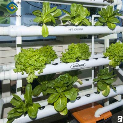 China High Yield Agricultural Lettuce Greenhouse With Intelligent Control System for sale