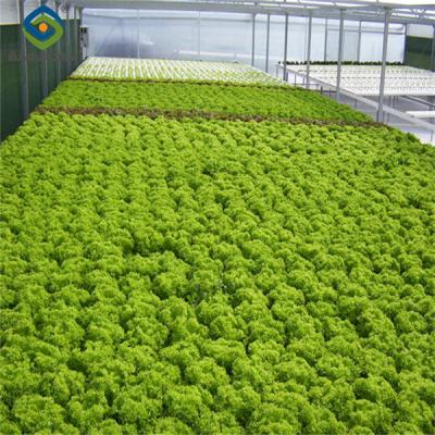 China Multispan Lettuce Work Greenhouse With NFT Hydroponic Growing Systems for sale