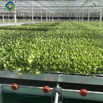 China Granja de lechuga comercial Invernadero NFT con marco galvanizado 1,6-1,8 m de altura en venta