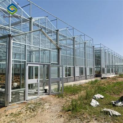 China Serra de vidro personalizada para cultivo de vegetais à venda