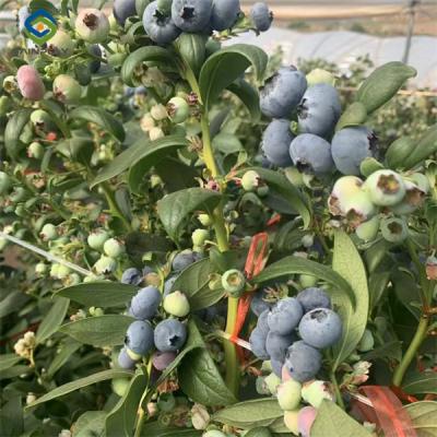 China Single Span Greenhouse Metal Frame Greenhouse For Blueberry Production for sale