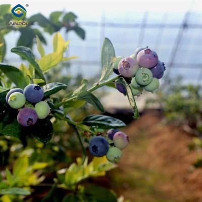 China 4 Seasons Agricutural Type Blueberry Greenhouse For Planting Single Layer for sale