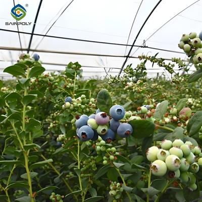 China Multi Span Blauwe bessen planten Fruit verbouwen kas met irrigatiesysteem Te koop