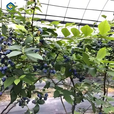 China Blueberry Planting Commercial Size Greenhouse With Concrete Base Foundation for sale