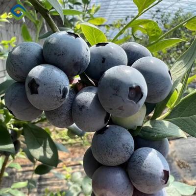 China Customized Color Plastic Cover Greenhouse For Blueberries Growth for sale