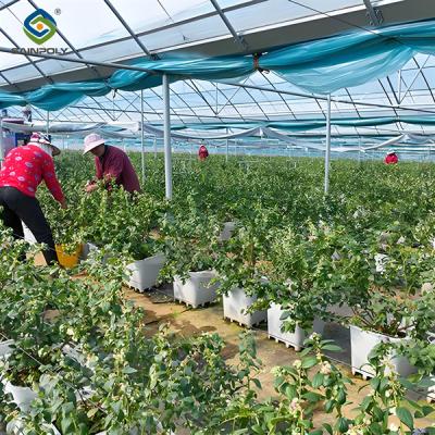 China Professionele structuur Landbouw Blauwe bessen kas Aanpasbaar Te koop