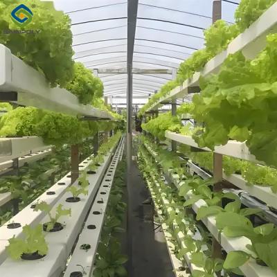 China Customizable Agricultural Greenhouses Aeroponics Lettuce Hydroponics System for sale