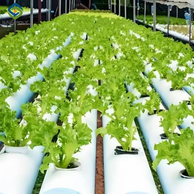 China Doppelfilm-Innen-Außen-Hydroponische Gewächshaus-Tomatenproduktion zu verkaufen