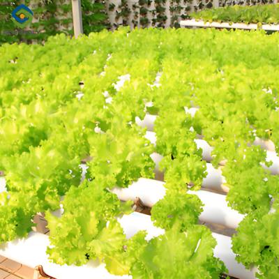 China OEM Agricultural Hydroponic Green House With Top And Side Window Ventilation for sale