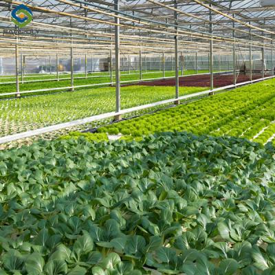 China Hortalizas Frutas Cultivación de granjas Invernadero hidropónico NFT vertical / horizontal en venta