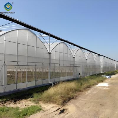 China Polycarbonate Covering Multispan Greenhouse Tomato Growing Greenhouse CE for sale