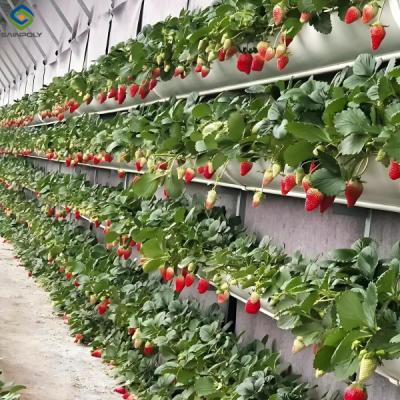 China Venlo Type Strong Frame Hdyroponic Strawberry Greenhouse High Yield for sale