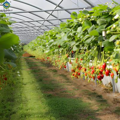 China SAINPOLY Hydroponische aardbeienkas met eenvoudig te monteren planteninstallaties Te koop