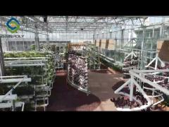 hydroponic video