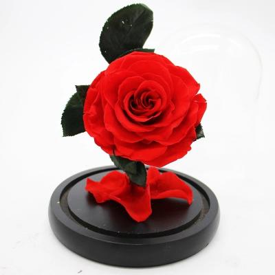 China 100% Real Preserved Forever Rose, Eternal Rose, Galaxy Rose, Beauty and The Beast Rose in Glass - Lasts Up to 5 Years for sale