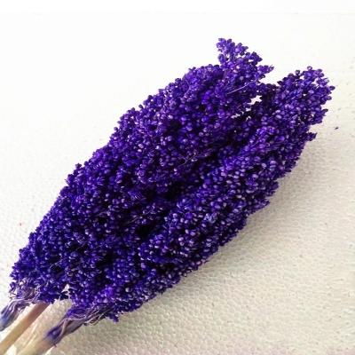 China Factory Price Dry Flower Preserved Broomcorn Dry Sorghum For Decoration for sale