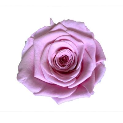 China natural preserved roses at cheap price Everlasting Flowers Home Decoration Christmas gift for sale