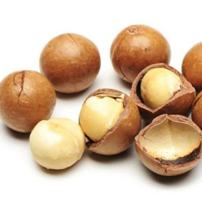 China Chinese Yunnan Low Price Dried Australian Hazelnuts For Wholesale for sale