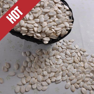 China Snow Dried Roasted Salted White Pumpkin Seeds and Kernels for sale