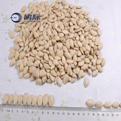 China Best Selling Dried Pumpkin Seeds Roasted Pumpkin Seeds for sale