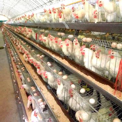 China Poultry Farms 3 Layers Tier Cage 96 Chickens Egg Broiler Farm Chicken Cages for sale