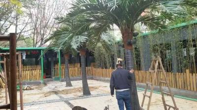 China China  High quality low price  wholesale artificial palm trees ,high imitation fiberglass bent coconut tree with fruit for sale