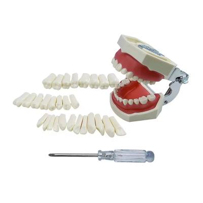 China Exercício Dental Padrão Dentes Estudante Dental Formação Dentes 28pcs/32pcs Dentes Permanentes de Resina à venda