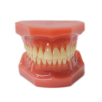 China 1:1 Adult Teeth Models For Training Dental Student Practice Standard Orthodontic Model for sale