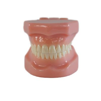 China Dental Typedont Teeth Model For Preparation Dental Student Orthodontic Practice Model for sale