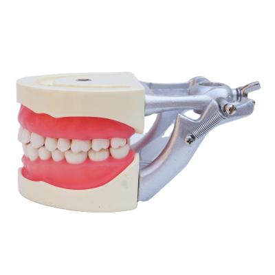 China Standard Model Teeth Practice Dental Student Acrylic Resin Dental Typodonts With DP Articulator for sale