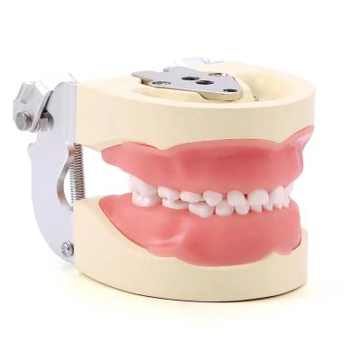 China Detachable 24pcs Children Dental Teeth Model Resin Made Training Kids Teeth Practise Model for sale