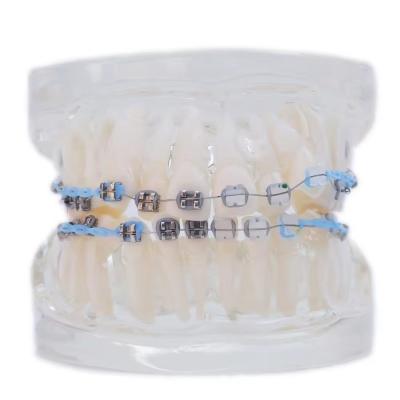 China Multi Color Human Teeth Model For Study Dental Orthodontic Teeth Model With Bracket for sale